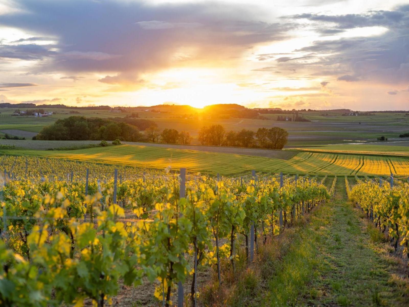 Paradis Des Vignes Birac  Room photo